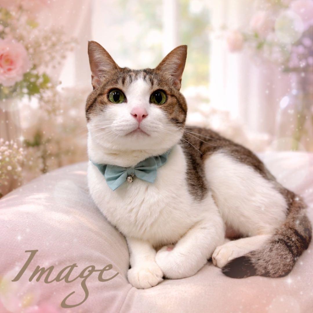 No. 165 Cat Collar (Lilac) Size Adjustable